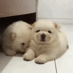 💛doggo Location Phone Guy Stimboard🐕