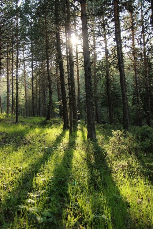 oh-haroo:  Personal - Nature 