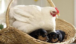 The Hen and the Puppies.
(source: http://bit.ly/1Yc0L5d)