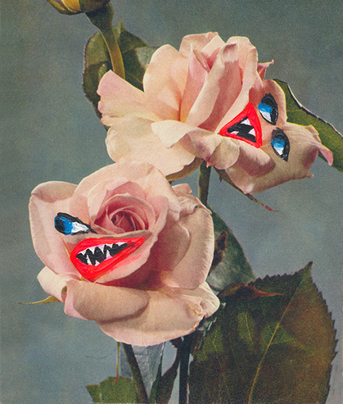 ghostphotographs: The Angry Roses