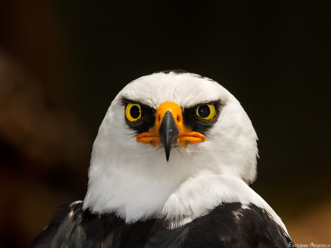 sea-hound: dorky-fandom-reblogs:  I HAVE FOUND THE ANGRIEST BIRD THESE ARE CALLED