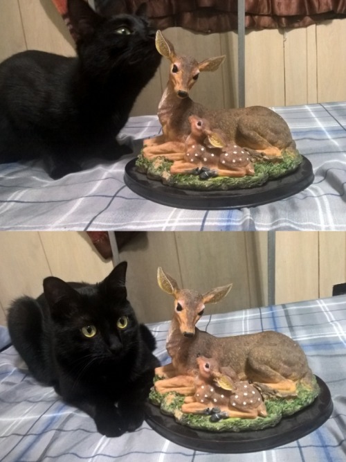 a-fragile-sort-of-anarchy:Special Agent Dale Coopurr is investigating this deer statue for me.