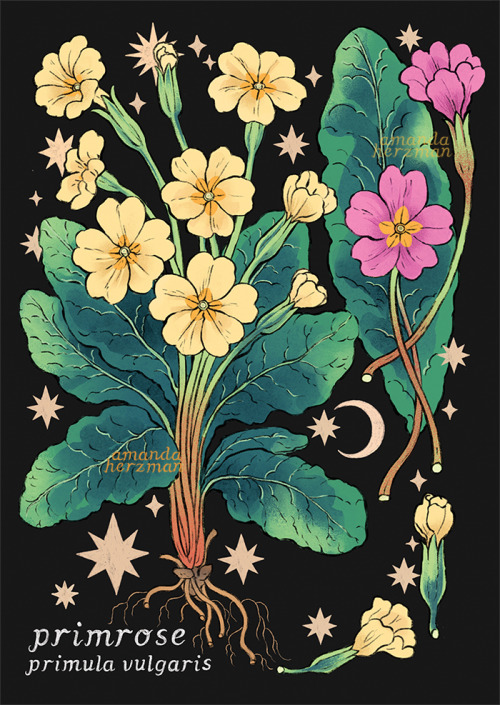 For September’s Plant - The Beginning Of Spring Where I Am - I Chose The Primrose. The Common Name