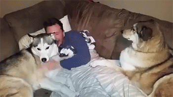 dom-wolfy:  sizvideos:  Jealous dog demands more attention Video  I am jealous dog. 