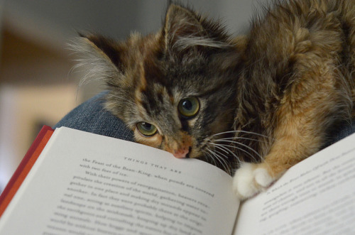 watchyourmuffins:why are you reading when you can be playing with me? photos by lalalaurie