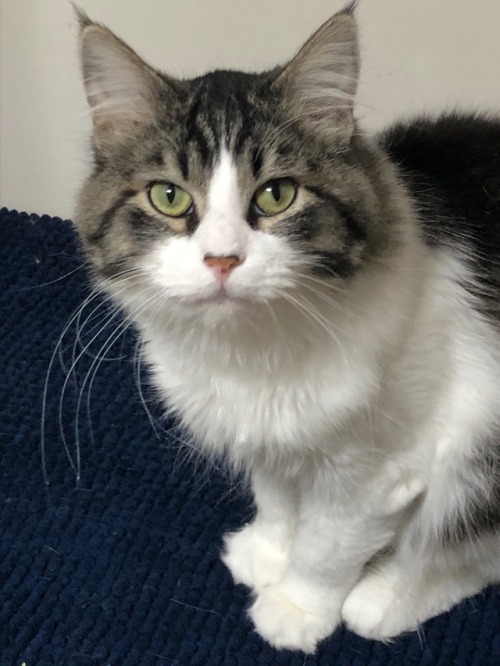 snekdan:a loud caturday