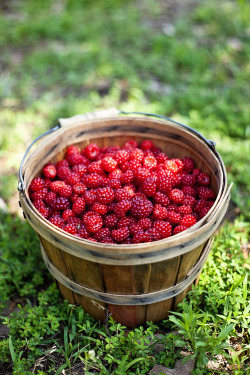 distinctlyj:  Fresh berries are so delicious! I’ve always wished for a berry patch somewhere in our yard. 