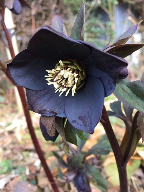 5-and-a-half-acres:Love this purple almost black hellebore.