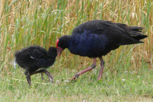Did You Know That The Pukeko, A Bird Native To New Zealand, Has The Same Sized Feet As A Baby That It