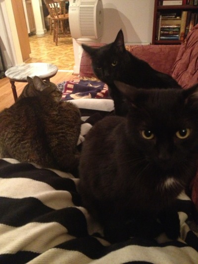 All 3 kitties have decided to enforce my relaxation. Either that, or they’re trying to steal my body heat.