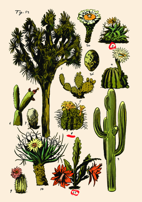 ryyyan-kiiing:Some of the gorgeous botanical illustrations @daryltoh made for our latest comic book,