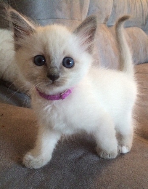 I love kitties