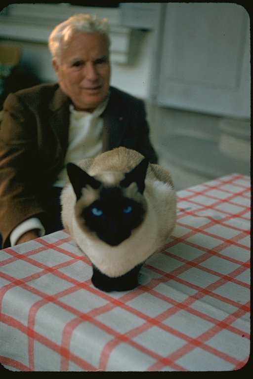 lottereinigerforever:
“Charlie Chaplin & his cat
”
At his home in Vevey, Switzerland, with one of the family Siamese cats, I believe his name was monkey, circa 1957