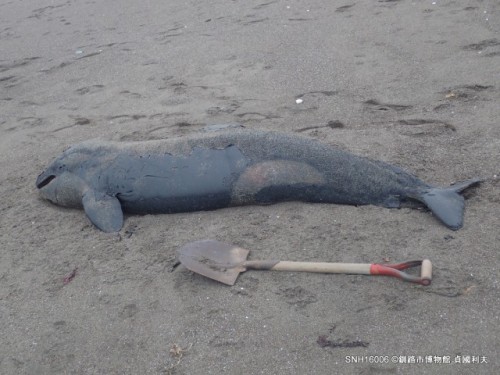 February 20, 2016:A deceased male orca calf was discovered by residents of Shiritocho, Kushiro-shi (