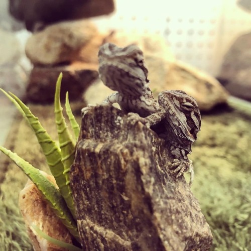 Little sleepy baby beardies. #paintedreptile #baby #cuties #sleepy #losangeles (at Los Angeles, Cali