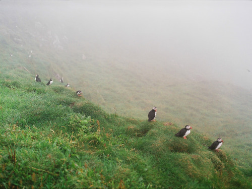 grett: The puffins on the Mykines island by Alex and Nastya on Flickr. The puffins on the Mykines is