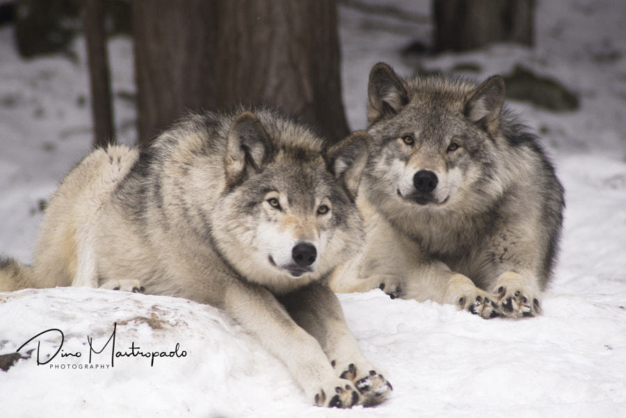 her-wolf: Wolves watching by Dino Mastropaolo 