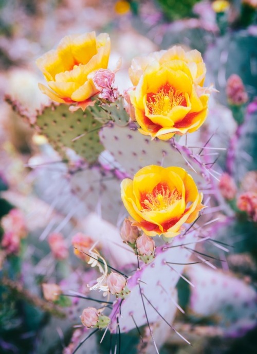 A visit to the Arizona-Sonora Desert Museum this past weekend paid off with some spectacular spring 