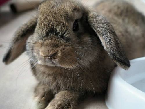 bunniesarethebest:Fuji! My hollandlop bunny ~ At first we thought she was a boy until the vet told u