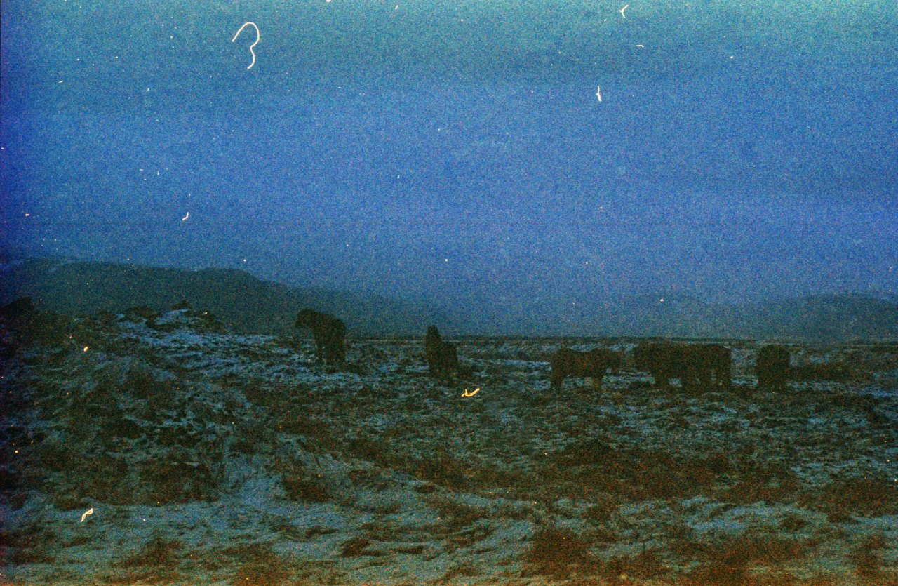 Stormy Horses, Whispering Waters; An Icebound Prairie. #samanthamuljat#samantha muljat#35mm#35mm photography#experimental film#Experimentalfilm
