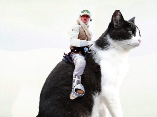 adimensionofmind: #caturday / #starwarssaturday :-)