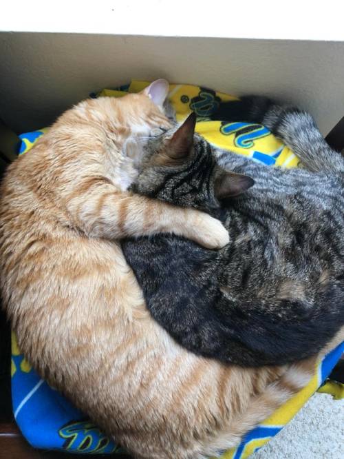 thecolossalennui:They hug every time they sleep via /r/Bondedpairs ift.tt/3DAvG7k