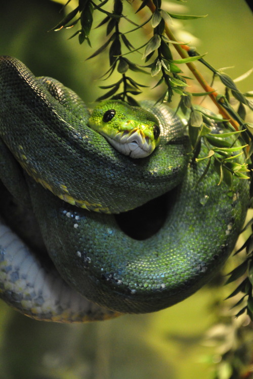 XXX r2–d2:  Green Tree Python  photo