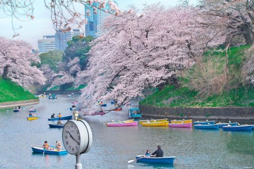 30 March 2022. Sakura blossoms in Chidorigafuchi, Tokyo, Japan ❤️ 