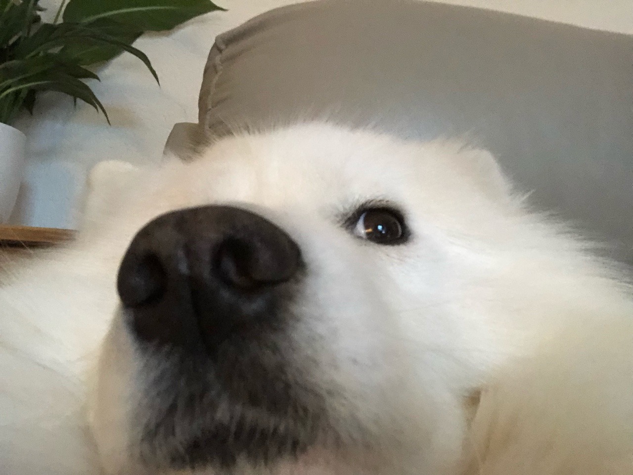 cloudthesamoyed:large mood