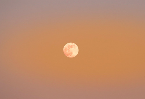 katiemcgrath:Lockdown Moons, England 2020 | Taken from my bedroom window 