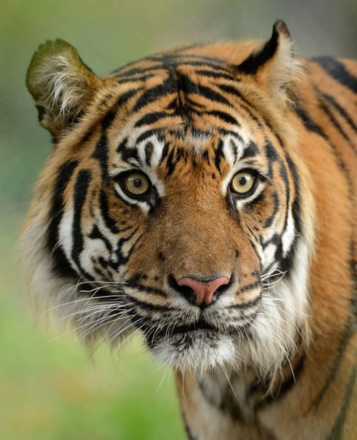 sdzoo: Older Gentleman Seeks Classy Lady  Langka, a handsome 11-year-old male Sumatran tiger is the newest cat in  residence at Tiger Trail at the San Diego Zoo Safari Park. Photo by Mike Wilson. 