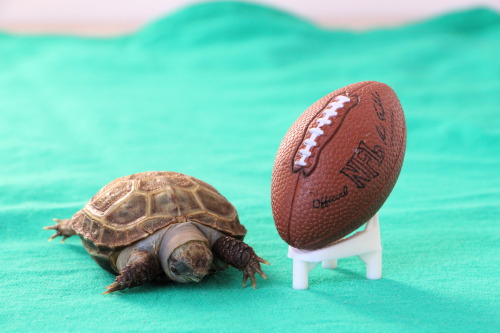 thewhimsyturtle:Super Bowl XLIX, Part 1It’s Super Bowl Sunday! After Ballghazi/Deflategate, c