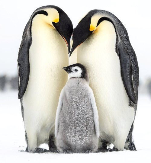 Emperor Penguin Family Huddle Together in Antarctica by #wildographertofollow, expedition leader &am