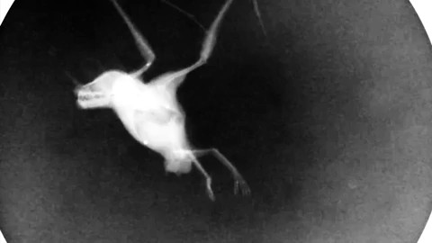 c-ology:bunjywunjy:sciencefriday:You’d think that bats and birds fly in similar ways—in fact, many s