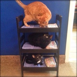 Awwww-Cute:  I Too Built Bunk Beds For My Cats A Few Months Ago 