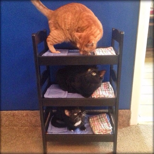 awwww-cute:  I too built bunk beds for my cats a few months ago 