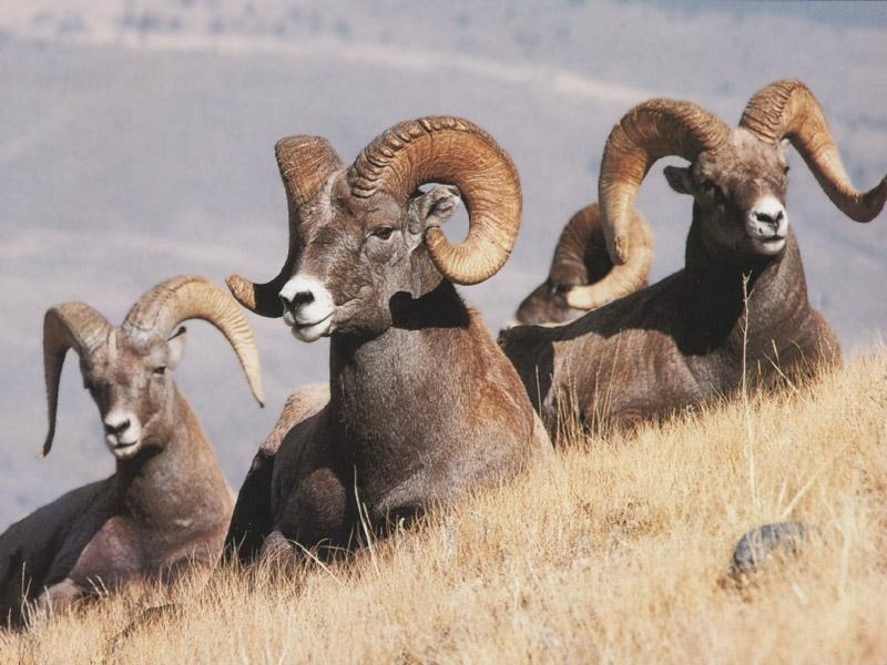 yagyou: This is an appreciation post for the coolest horned animals.Feel free to
