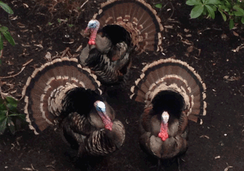 Happy Thanksgiving!