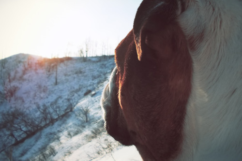 Bulldogs & Sunset