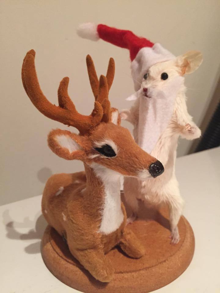 The best part about Christmas? Adorable Christmas-themed taxidermy.
Don’t forget that the Crap Taxidermy book has a DIY stuff-your-own mouse taxidermy section if you still need to make odd one-of-a-kind xmas presents for your friends.
Taxidermy by...