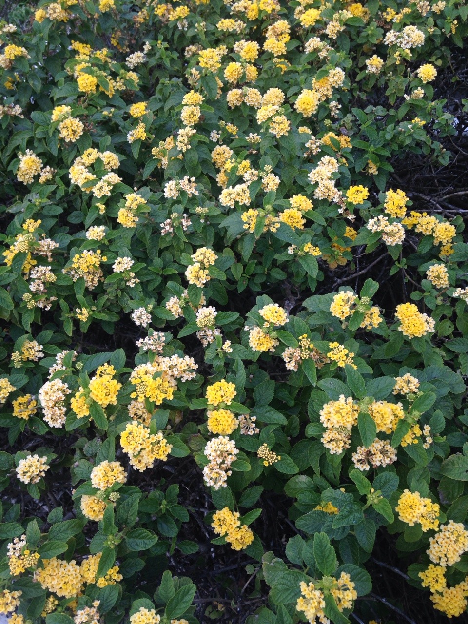 naturalqueer:yellow