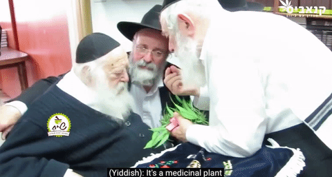 crybabydyke:jew-gi-oh:brainstatic:judeoceltische:micdotcom:Watch: Rabbi declares marijuana kosher fo