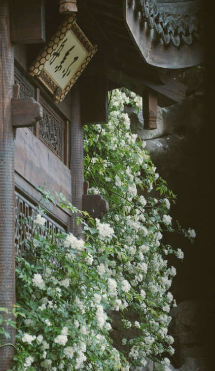 fuckyeahchinesegarden:   Rosa banksiae in chinese garden by  不会取昵称的刹那     