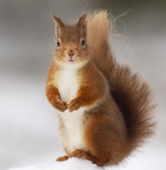 unashamedly-enthusiastic:salt-gremlin:biggest-gaudiest-patronuses:biggest-gaudiest-patronuses:biggest-gaudiest-patronuses:“if