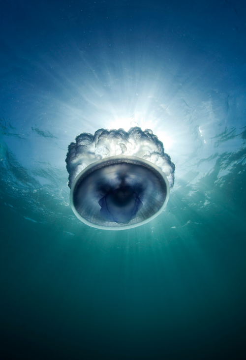 thelovelyseas:  Jellyfish Starburst by Scott Portelli