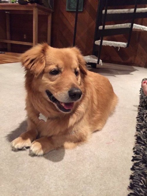 babyanimalgifs:  Meet the half corgi, half golden retriever