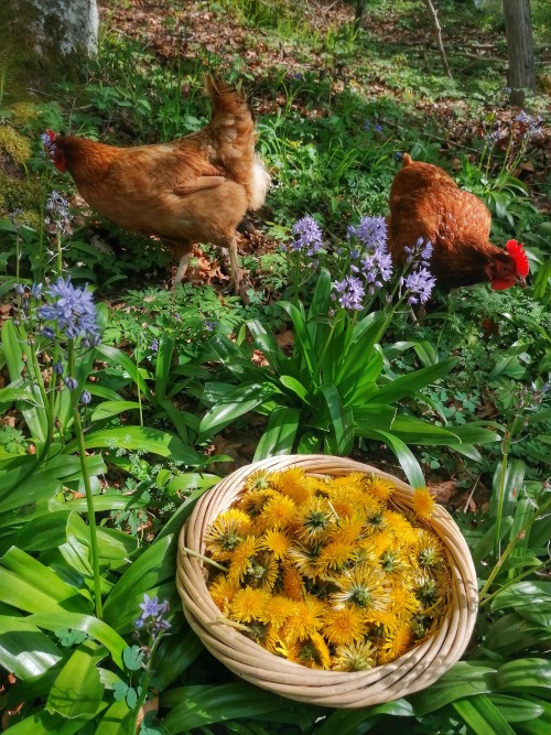 hedgehog-moss: I spent a whole afternoon picking 600 dandelions to make dandelion honey :) I got abo