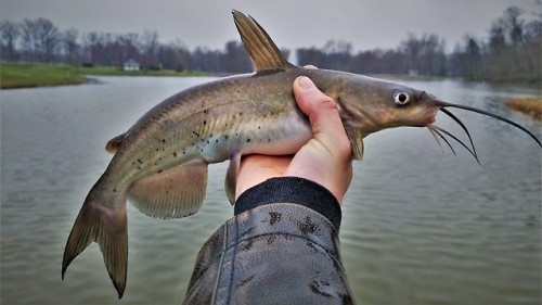 Two surprise catches while drifting worms for panfish