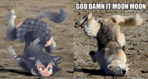 Grey Wolf from Kemono Friends porn pictures