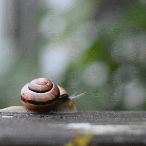 Snails In The Rain Gif Explore Tumblr Posts And Blogs Tumgir